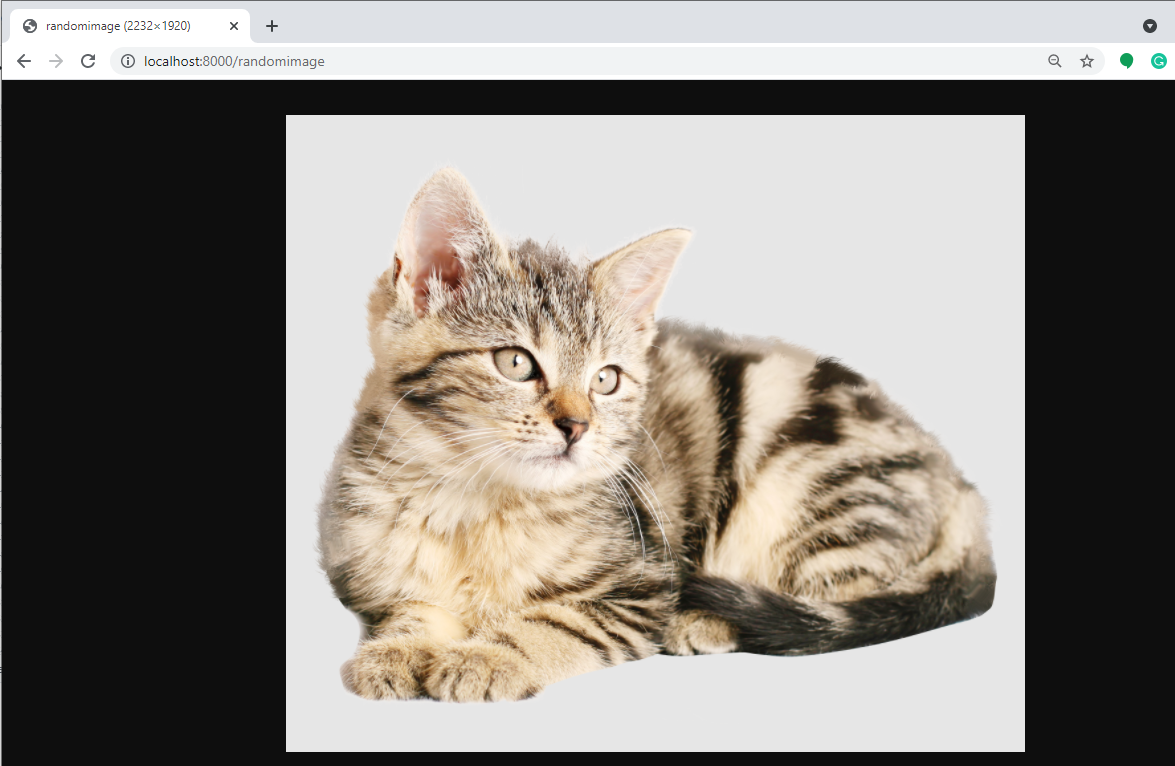 An image for a really cute cat returned to the user by Django Routing Sample, an open-source project crafted by AppSeed. 